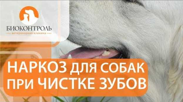 Video Чистка зубов у собак. 🐕 Проведение чистки зубов у собак под наркозом. Биоконтроль. in English