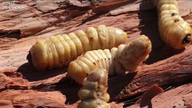Video La cuisine des insectes in English