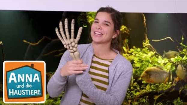 Video Piranhas | Information für Kinder | Anna und die Haustiere po polsku