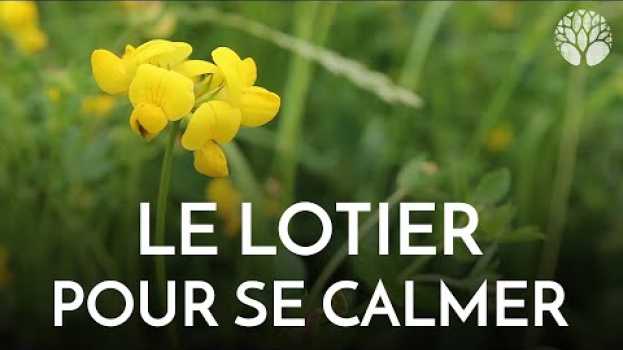 Video Le lotier corniculé, cette apaisante Fabacée po polsku