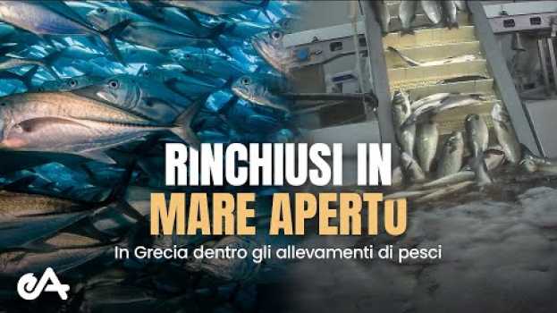 Видео Le problematiche degli allevamenti intensivi di pesci in Grecia - Un'indagine di Essere Animali на русском
