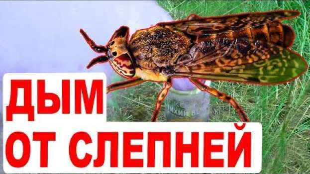Video Уничтожитель насекомых. Средство от слепней. Оводы и слепни vs дымовая шашка Тихий Вечер po polsku